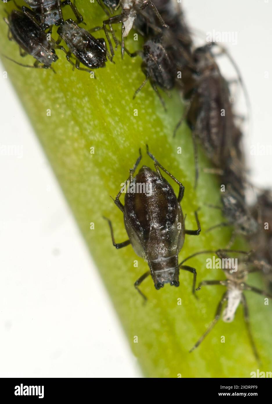 Pucerons de l'oignon (Neotoxoptera formosana) colonie de pucerons brachyoptères et de parasites sur la tige et les bourgeons d'une ciboulette, Berkshire, mai Banque D'Images