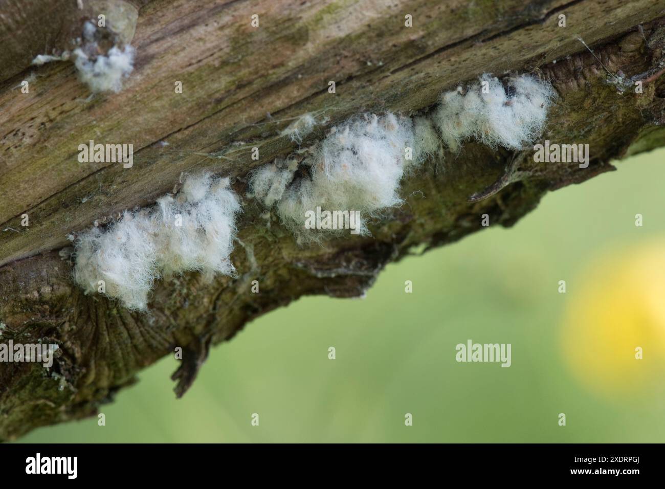 Pucerons laineux (Eriosoma lanigerum) colonies laineuses blanches de pucerons nuisibles sur une branche cicatrisée de pommier, Discovery, Berkshire, mai Banque D'Images