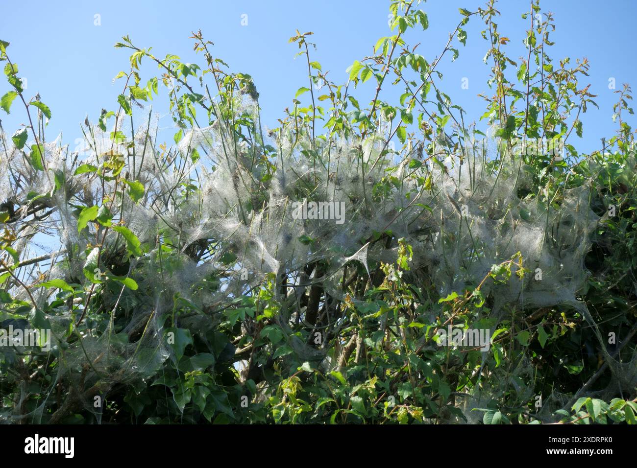 Toile de soie de chenilles de l'hermine de fuseau (Yponomeuta cagnagella) sur une haie contenant des arbustes de fuseau dans, Berkshire, mai Banque D'Images