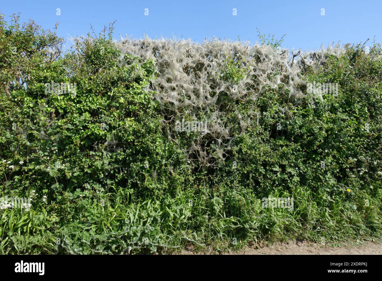 Toile de soie de chenilles de l'hermine de fuseau (Yponomeuta cagnagella) sur une haie contenant des arbustes de fuseau dans, Berkshire, mai Banque D'Images