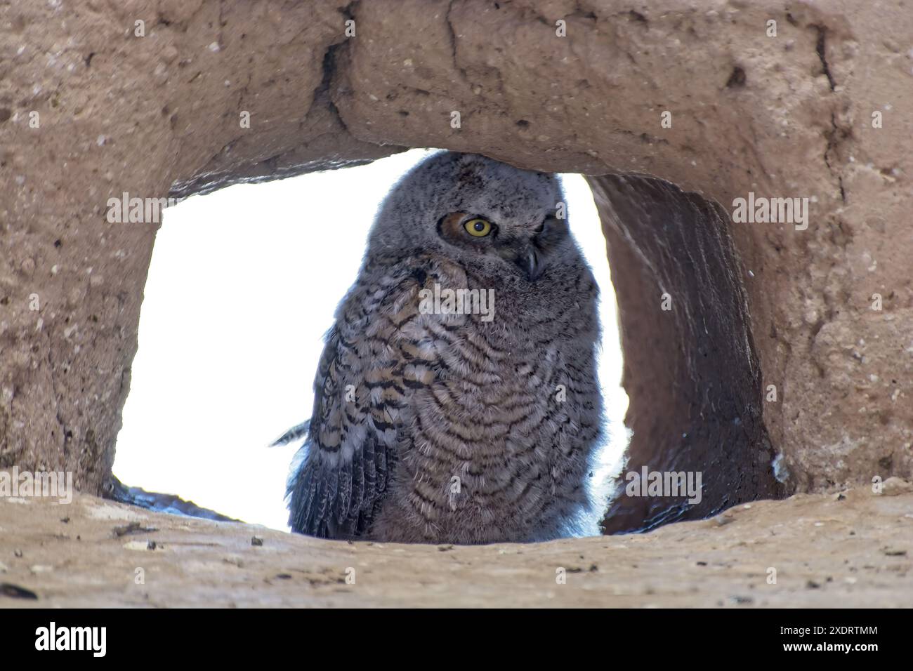 Jeune grand hibou à cornes perché dans l'ouverture du mur d'adobe flambé des ruines de Casa Grande Banque D'Images