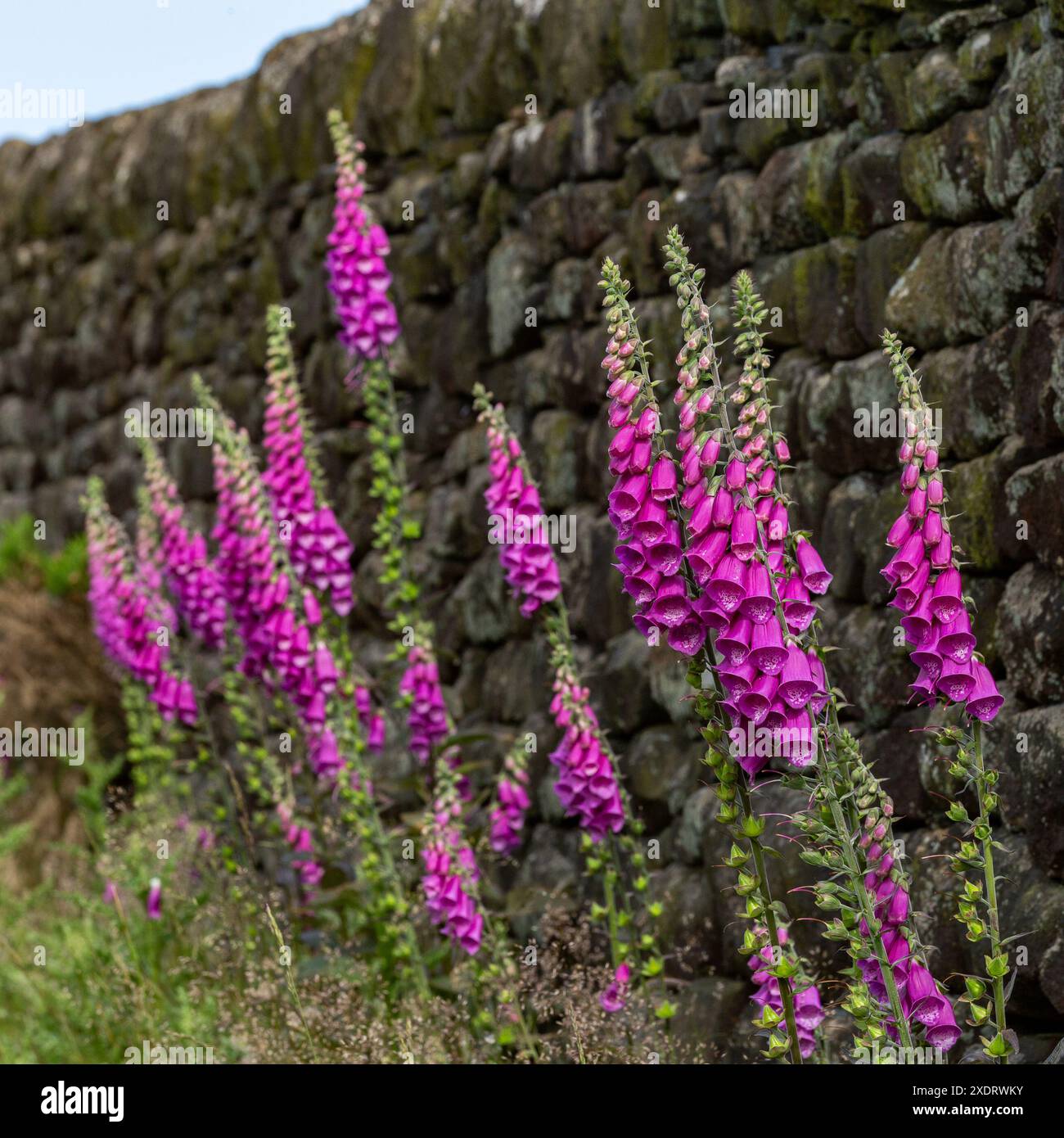 Des gants de foxgant sauvages (Digitalis purpurea) poussant à côté d'un mur de pierre sèche à Baildon, Yorkshire. Ces fleurs riches en nectar attirent les abeilles. Banque D'Images
