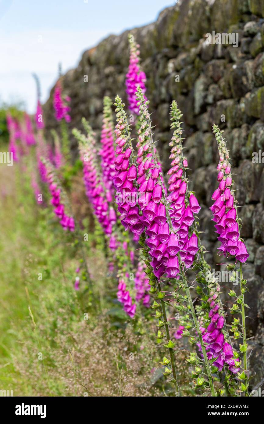 Des gants de foxgant sauvages (Digitalis purpurea) poussant à côté d'un mur de pierre sèche à Baildon, Yorkshire. Ces fleurs riches en nectar attirent les abeilles. Banque D'Images