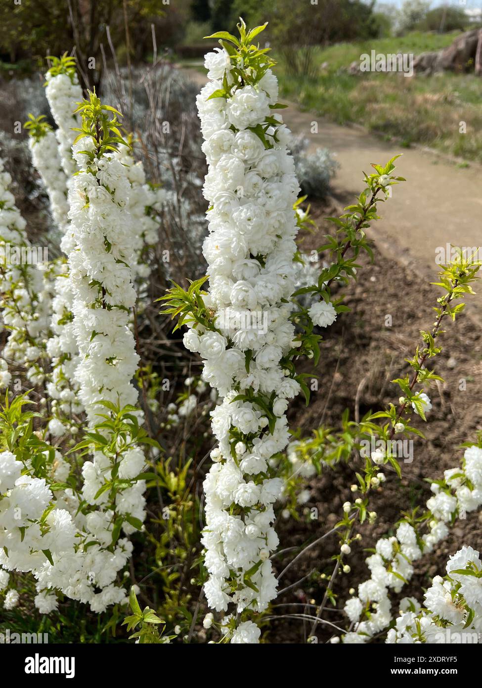 Druesenkirsche, Prunus gtandulose Albiplena, ist japanische Zierkirsche mit schoenen weissen Blueten. Prunus glandulosa Alboplena est un nom japonais Banque D'Images