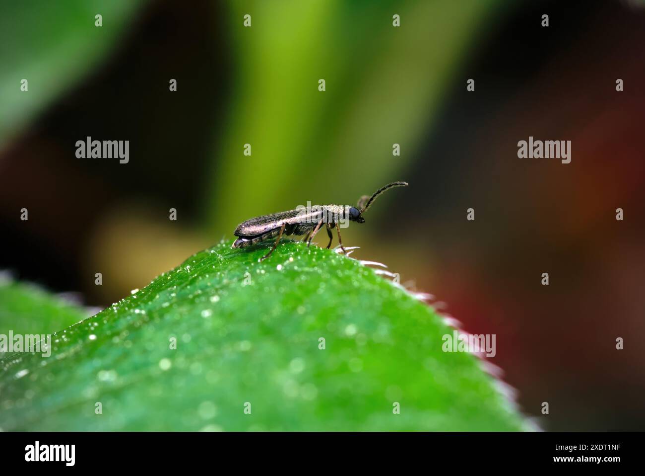 Gros plan d'un seul minuscule coléoptère (Dasytes sp.) ramper sur une feuille, macro, photographie d'insectes, biodiversité, nature, biologie Banque D'Images