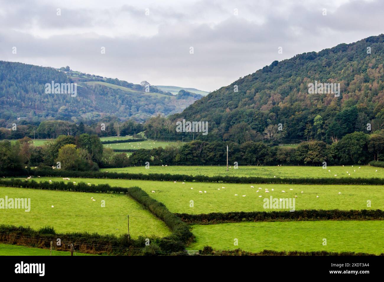 Scène pastorale de pâturage de moutons dans la vallée de Rheidol au pays de Galles. Banque D'Images