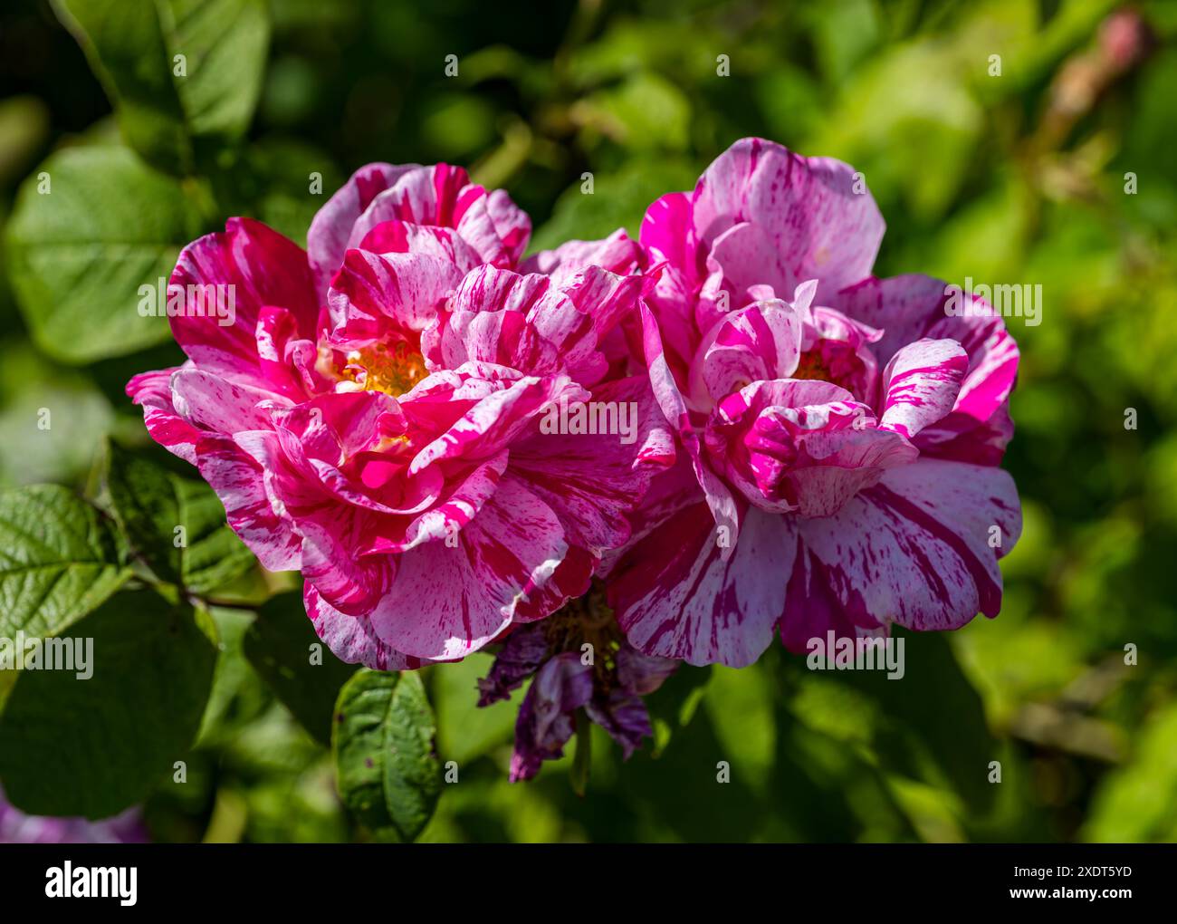 Gros plan de fleurs de rose panachées roses, jardin clos d'Amisfield, East Lothian, Écosse, Royaume-Uni Banque D'Images