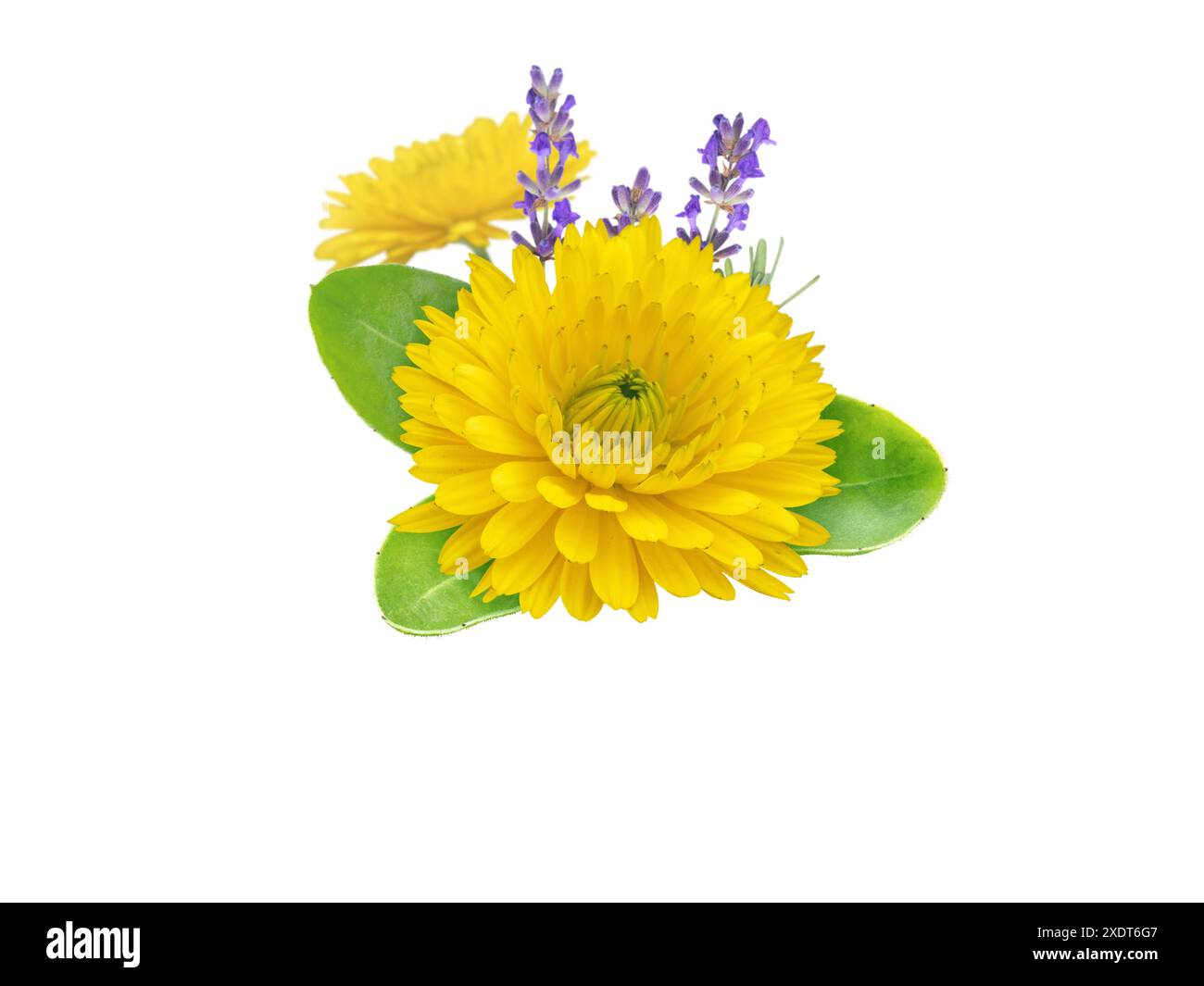 Botte de fleurs de calendula et de lavande isolée sur blanc. Pot de souci en fleur et branche de lavande. Calendula officinalis plante et lavandula médecine Banque D'Images