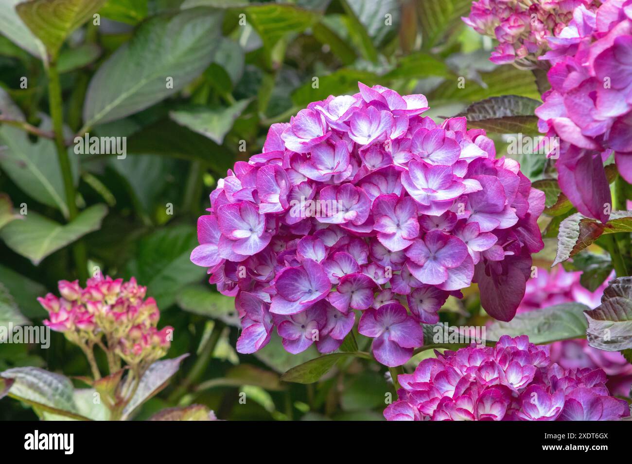 Hydrangea macrophylla fleurs blanches avec marges violettes. Têtes de fleurs de plantes à fleurs Hortensia. Hydrangea macrophylla en floraison. Belle floraison sh Banque D'Images
