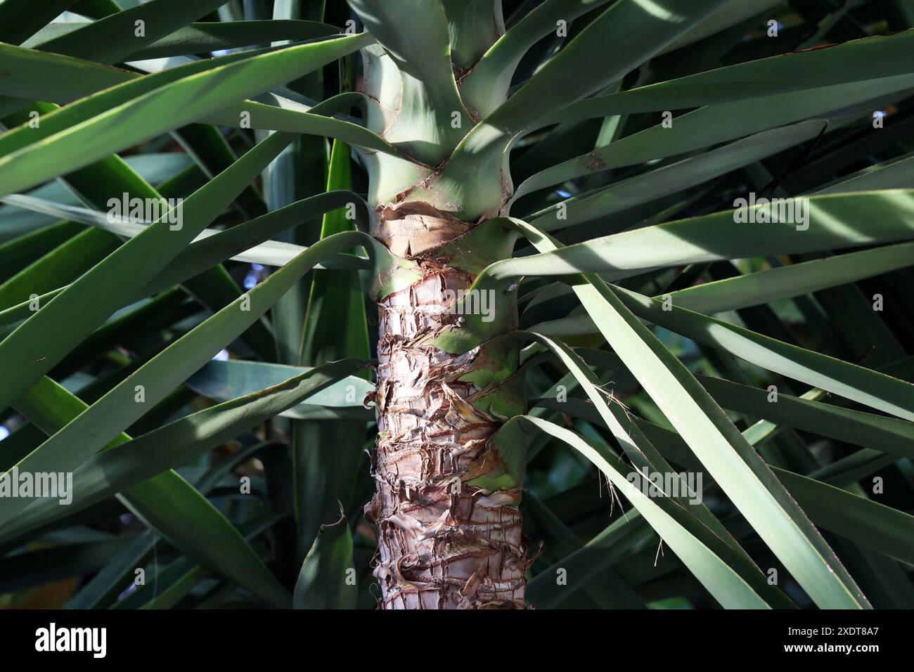 Tronc de palmier dans un parc au sud. Banque D'Images