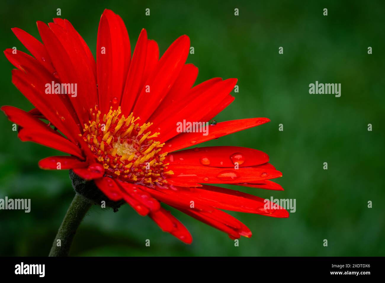 Barberton Marguerite, gros plan, plan de jardin. Banque D'Images