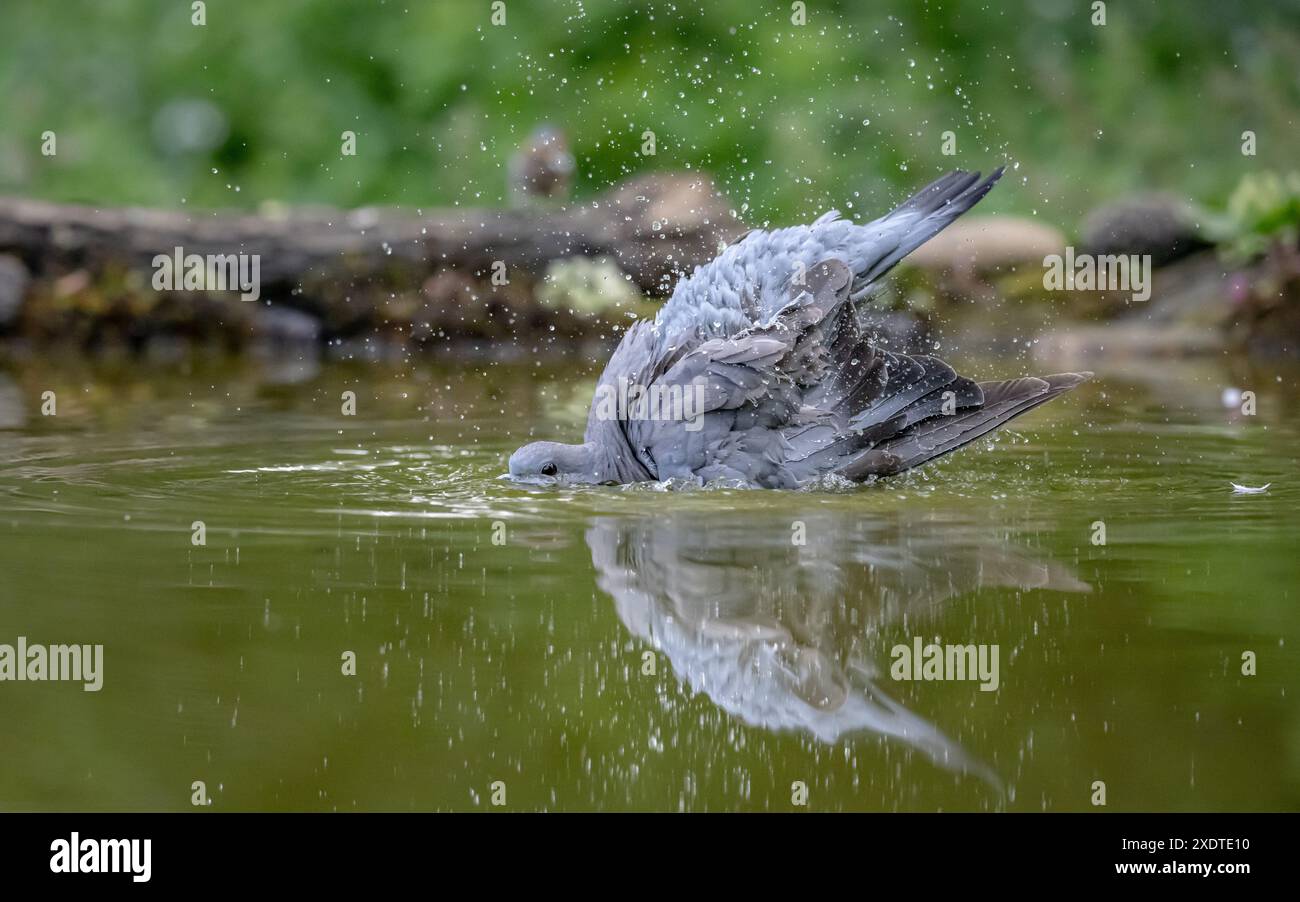 Colombe de troupeau ayant un bain dans un étang Banque D'Images