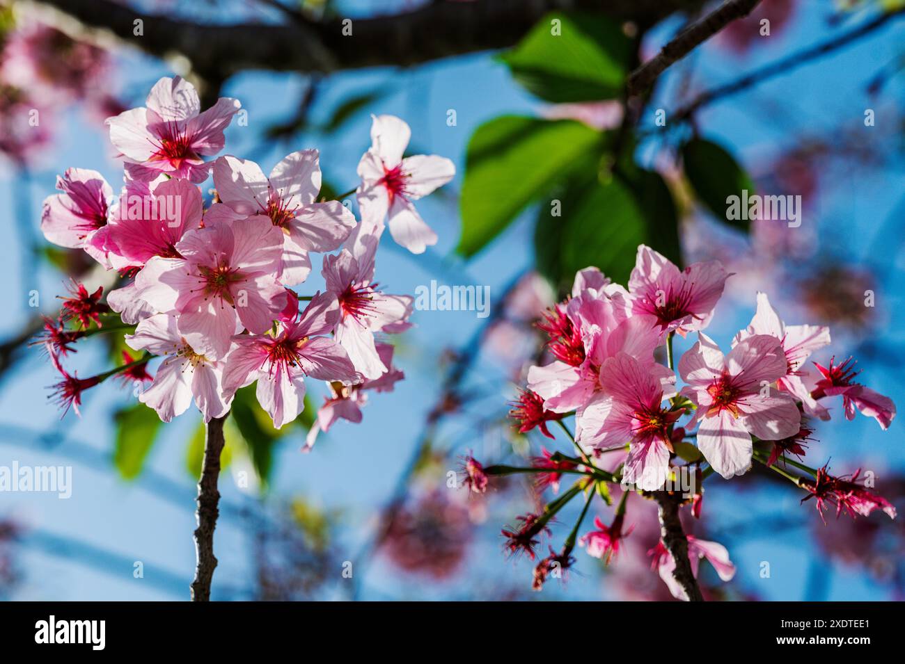 Gros plan des fleurs de cerisier ; jardin de l'amitié japonais ; Balboa Park ; San Diego ; Californie ; ÉTATS-UNIS Banque D'Images