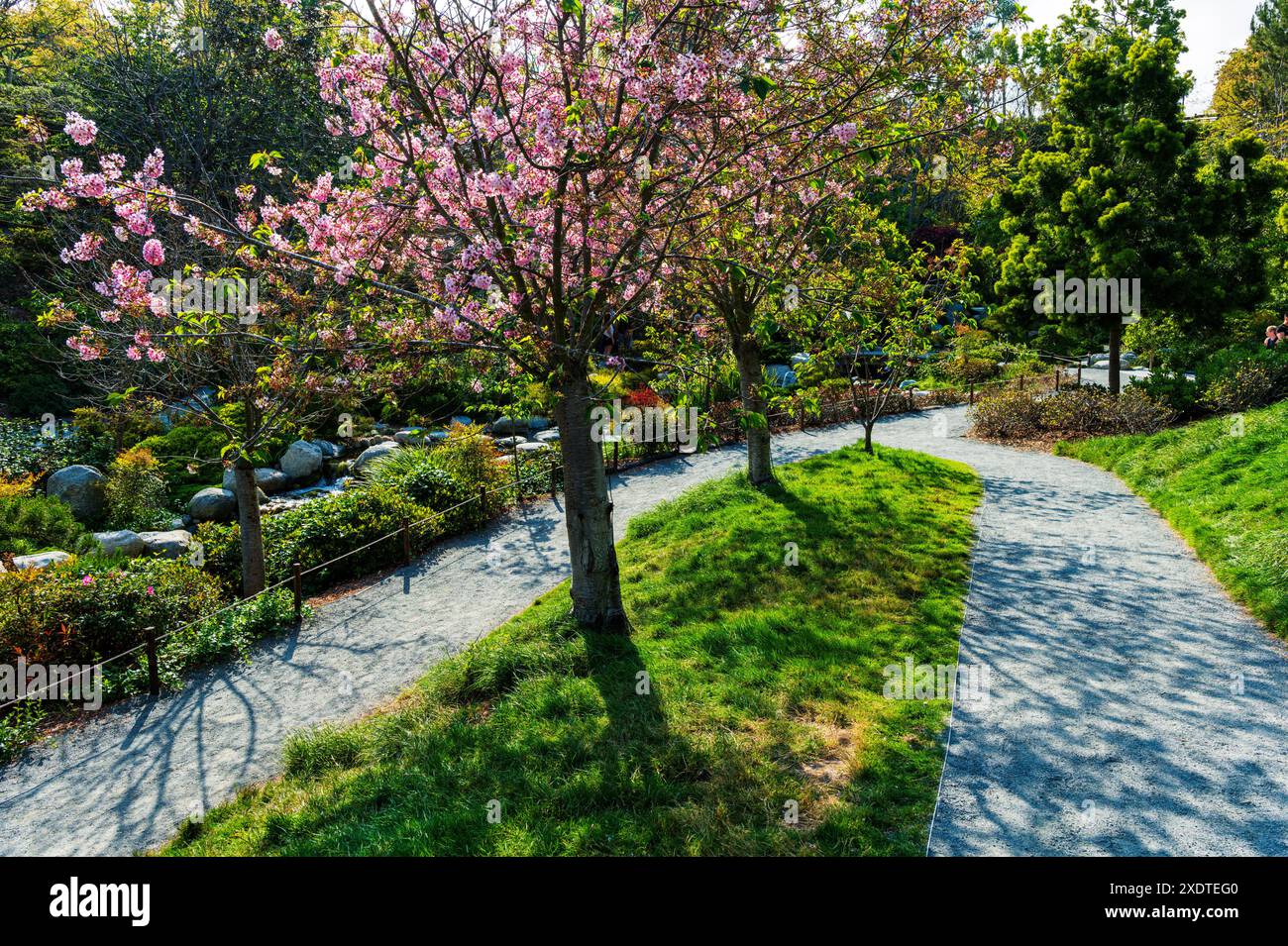Cerisiers en fleurs ; jardin de l'amitié japonaise ; Balboa Park ; San Diego ; Californie; ÉTATS-UNIS Banque D'Images