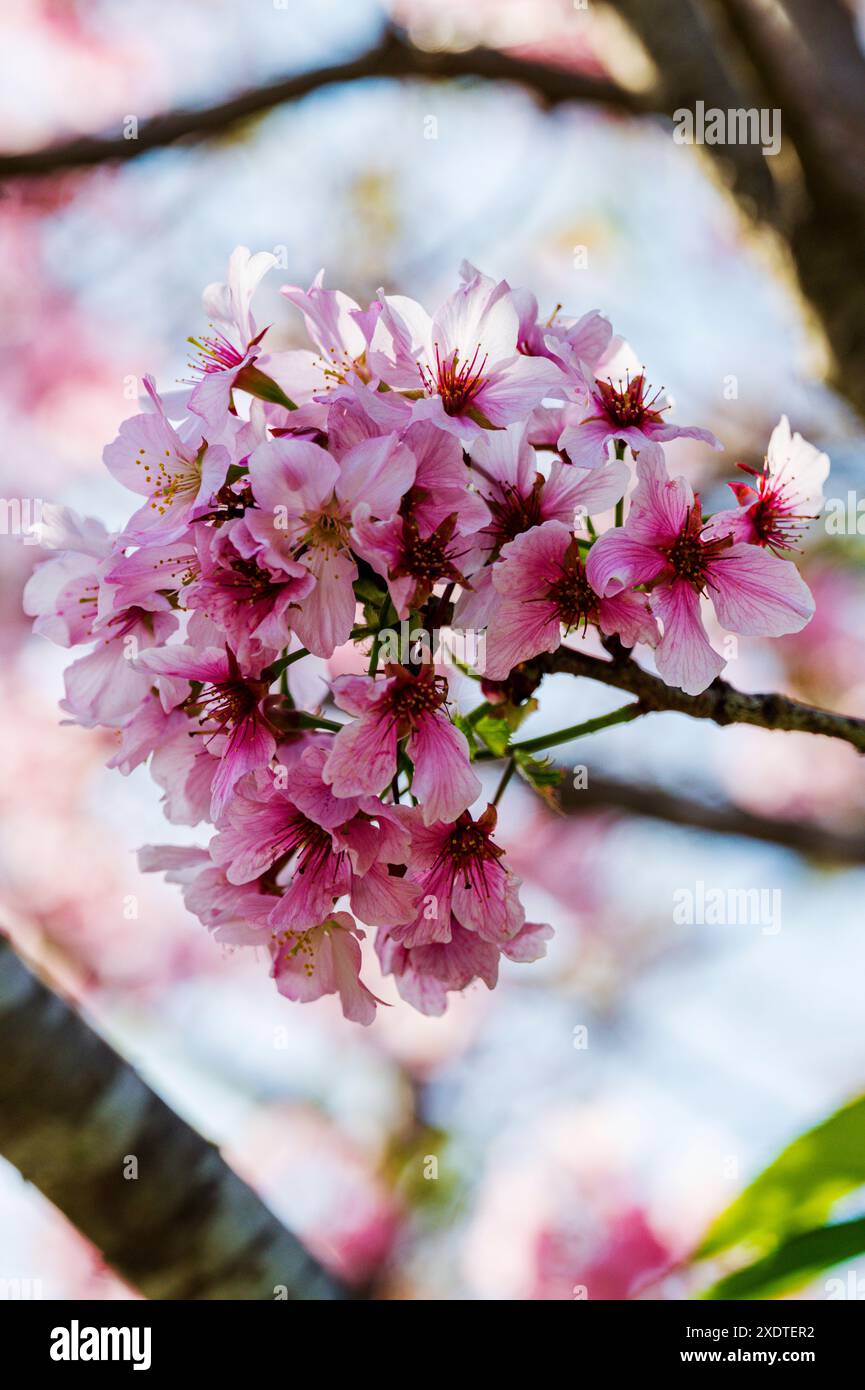 Gros plan des fleurs de cerisier ; jardin de l'amitié japonais ; Balboa Park ; San Diego ; Californie ; ÉTATS-UNIS Banque D'Images