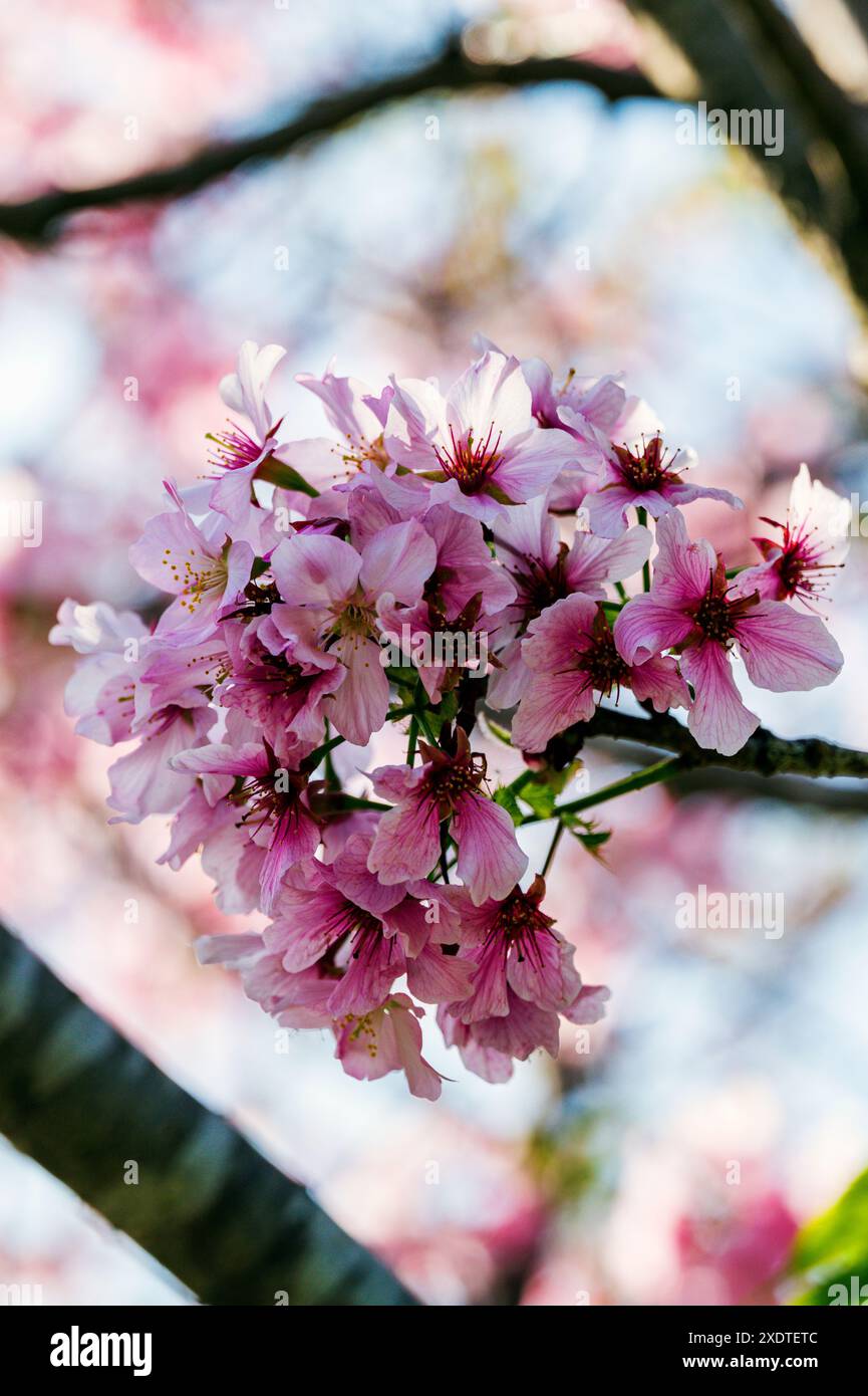 Gros plan des fleurs de cerisier ; jardin de l'amitié japonais ; Balboa Park ; San Diego ; Californie ; ÉTATS-UNIS Banque D'Images