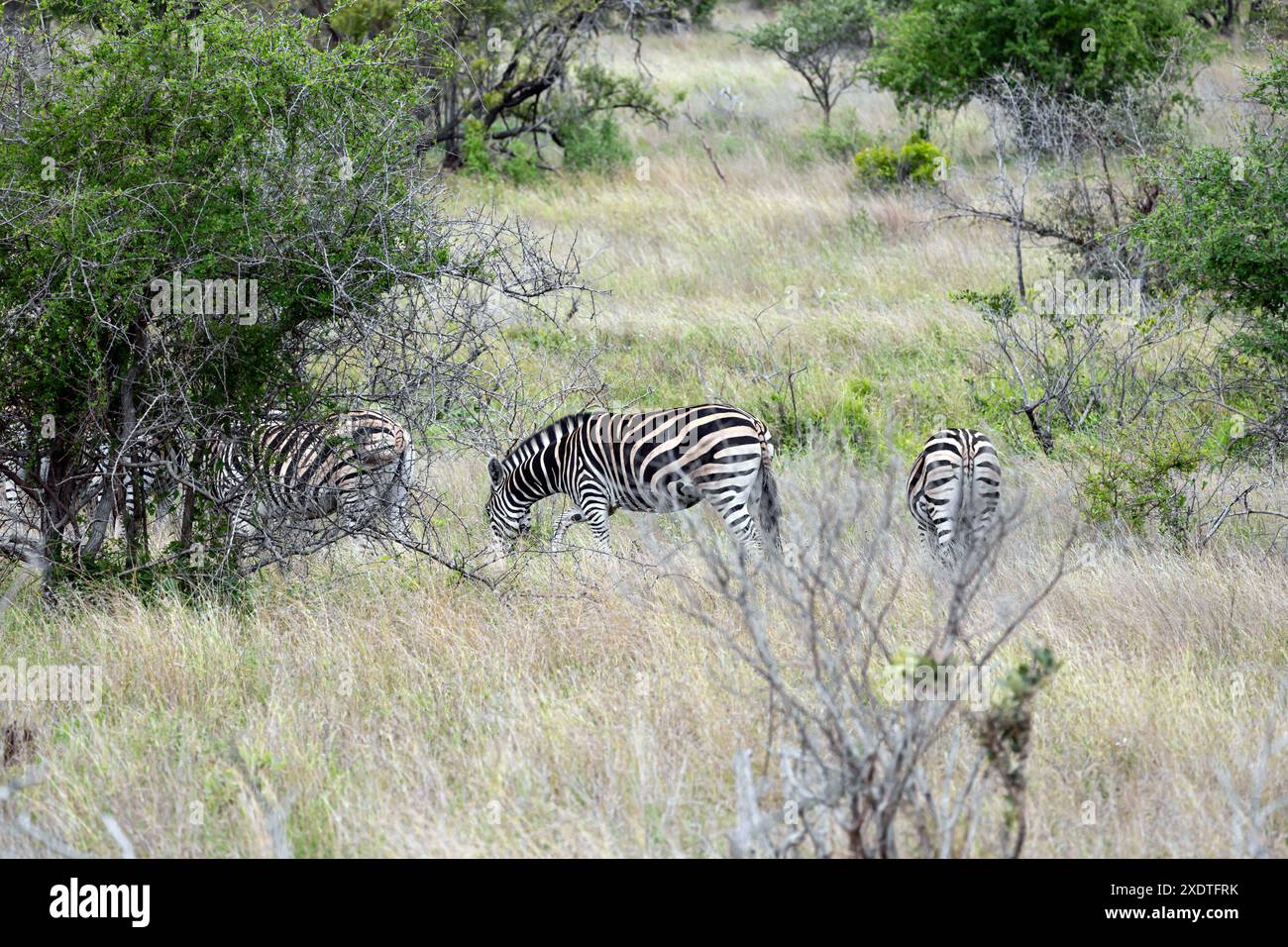 Safari dans le parc national Kruger, Afrique du Sud. Trois zèbres africains marchent au milieu des arbres verts et des buissons dans la savane. Animaux de la faune arrière-plan Banque D'Images