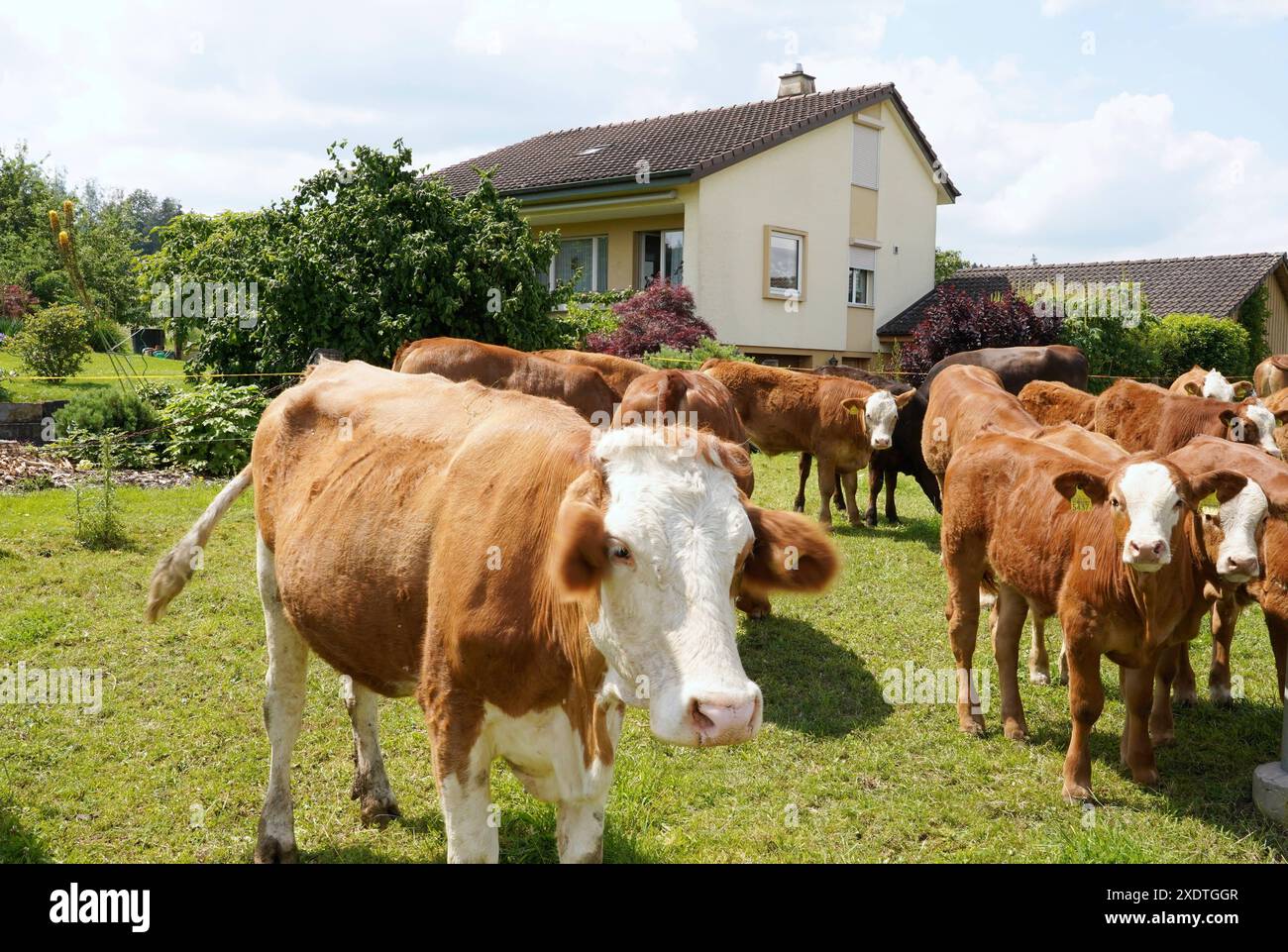 Anton Geisser 24,06 .2024 Aargau Schweiz. Landwirtschaft Viehhaltung. Bild : Mutterkuhhaltung neben Einfamiienhaus. *** Anton Geisser 24 06 2024 Argovie Suisse Agriculture élevage photo élevage de vaches allaitantes à côté d'une maison individuelle Banque D'Images