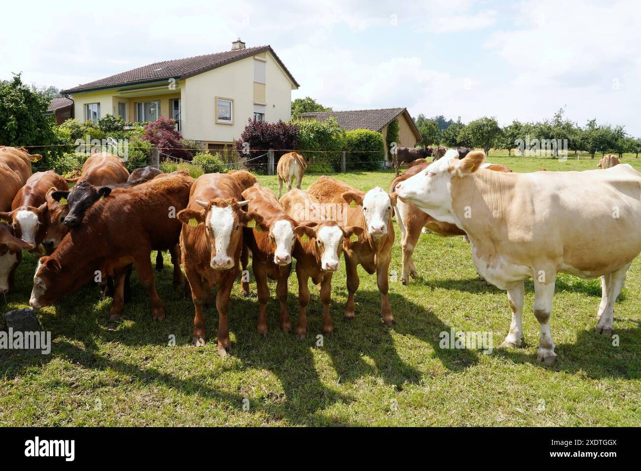Anton Geisser 24,06 .2024 Aargau Schweiz. Landwirtschaft Viehhaltung. Bild : Mutterkuhhaltung neben Einfamiienhaus. *** Anton Geisser 24 06 2024 Argovie Suisse Agriculture élevage photo élevage de vaches allaitantes à côté d'une maison individuelle Banque D'Images