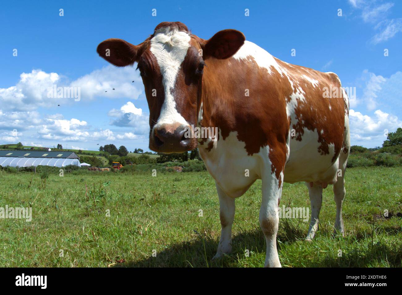 Une vache laitière pedigree Ayrshire sur la ferme avec des mouches bourdonnantes. Banque D'Images