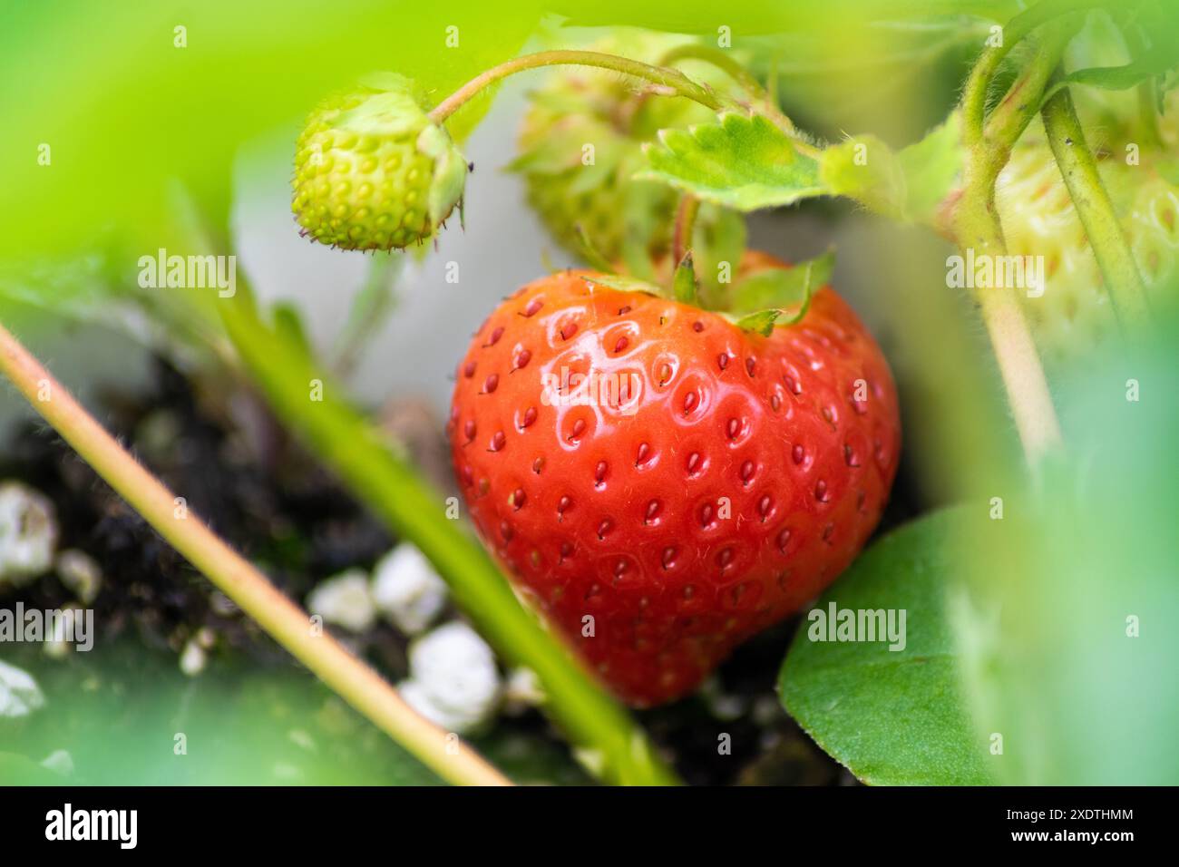 Mûr pour la cueillette - Une fraise entièrement cultivée et mûre pend à côté de la nouvelle croissance Banque D'Images
