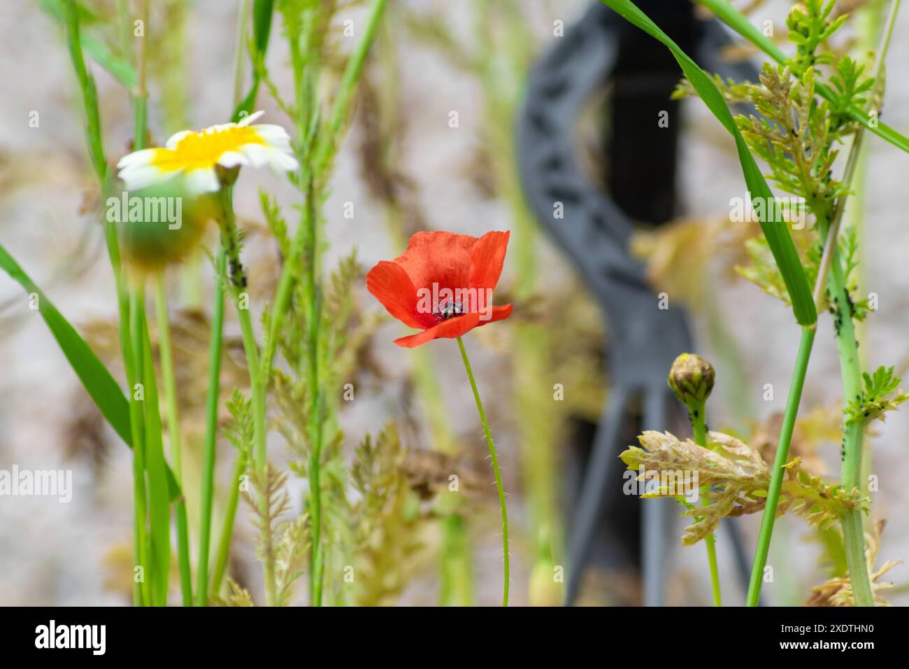 Un coquelicot solitaire et vibrant se dresse haut parmi d'autres fleurs de prairie Banque D'Images