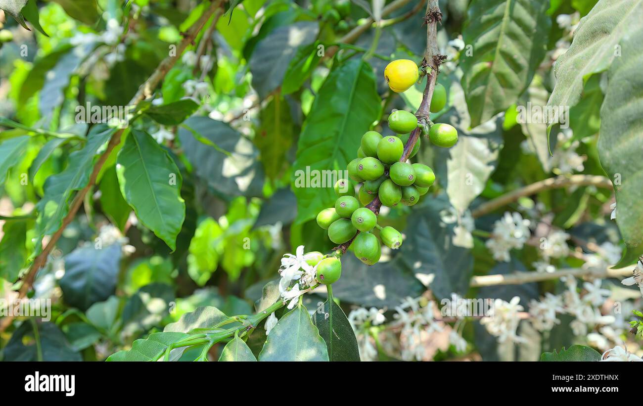 Plantation de grains de café arabica, bourbon, caturra et catuai à Guaetmala près d'Antigua. Banque D'Images