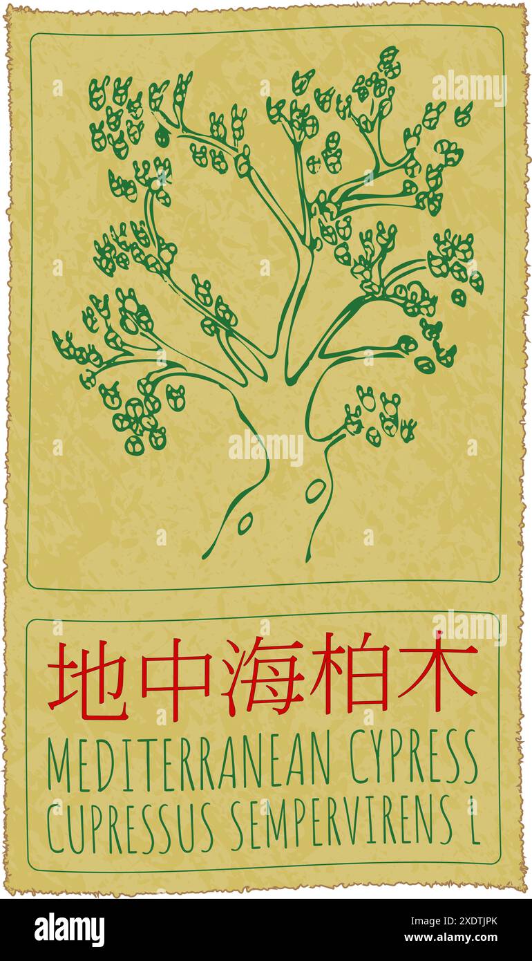 Vecteur dessin CYPRÈS MÉDITERRANÉEN EN chinois. Illustration dessinée à la main. Le nom latin est CUPRESSUS SEMPERVIRENS L. Illustration de Vecteur