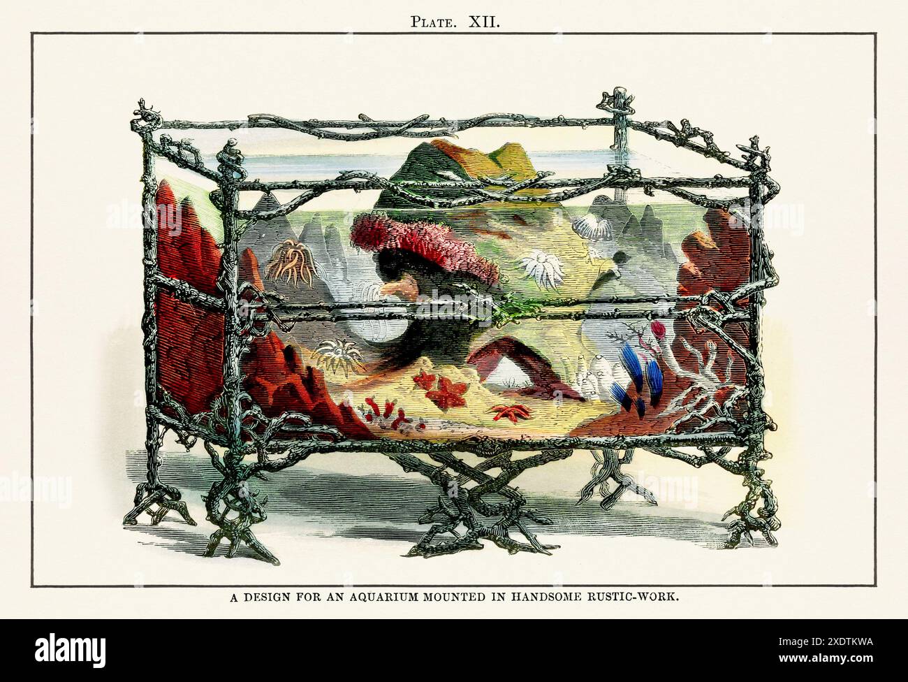 Illustration d'aquarium vintage tirée d'un livre du XIXe siècle sur les aquariums marins, leur établissement et leur préservation. Banque D'Images