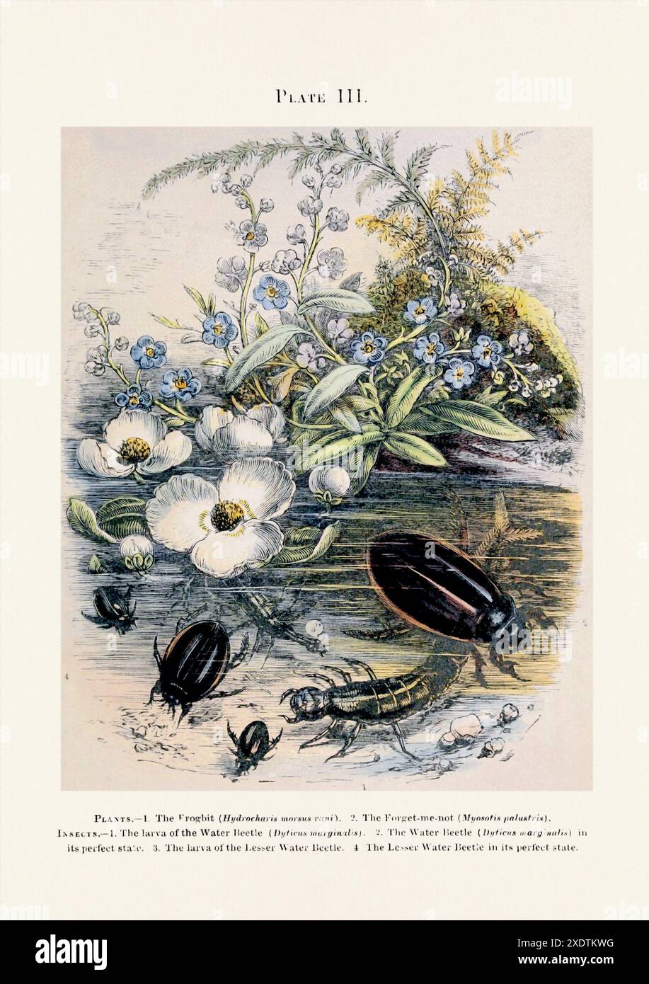 Illustration d'aquarium vintage tirée d'un livre du XIXe siècle sur les méthodes de culture des plantes d'eau douce dans les aquariums, fournissant des habitats pour le fi ornemental Banque D'Images