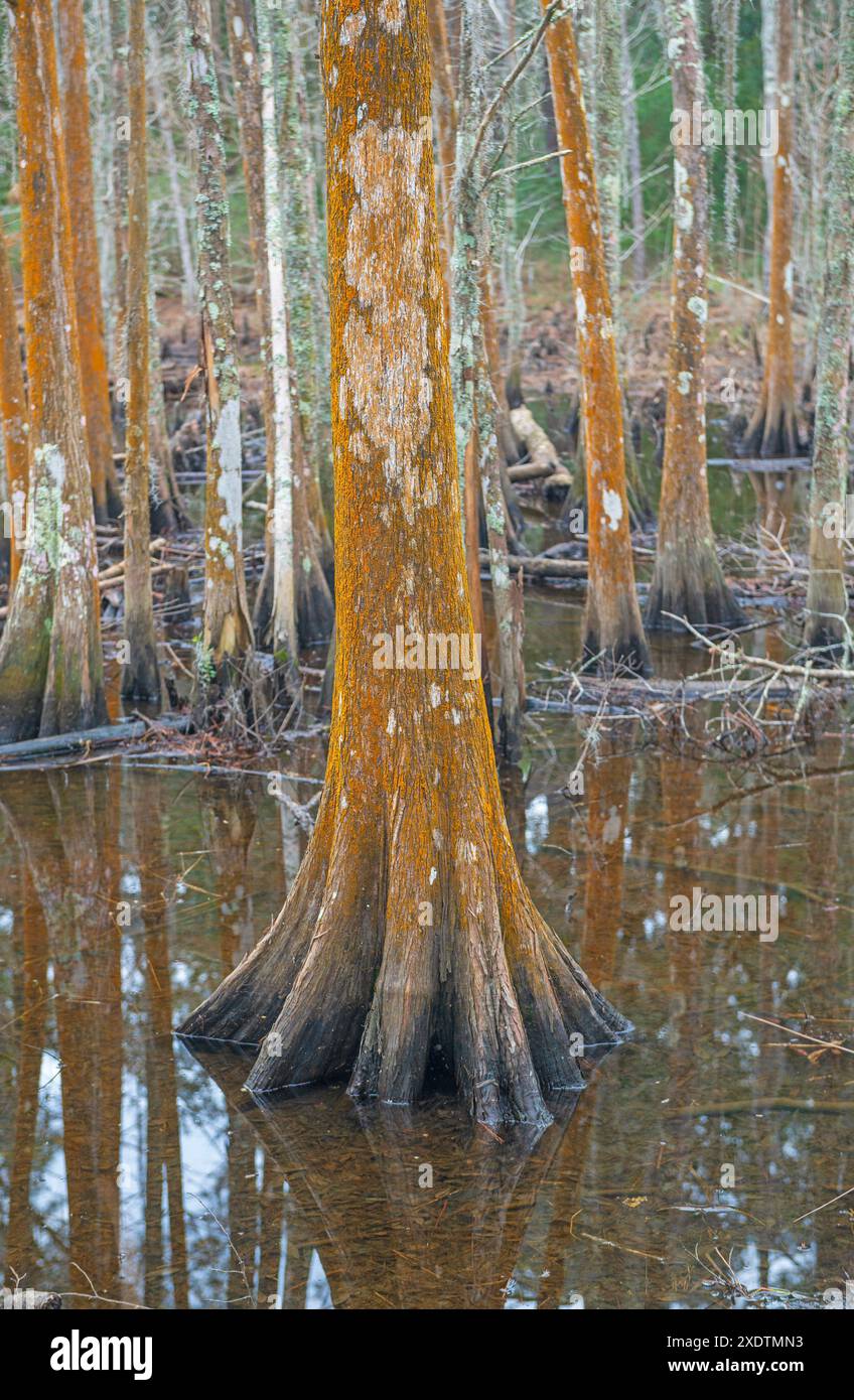 Cyprès chauve dans le marais de Caroline du Sud dans la réserve Coatal de Santee Banque D'Images