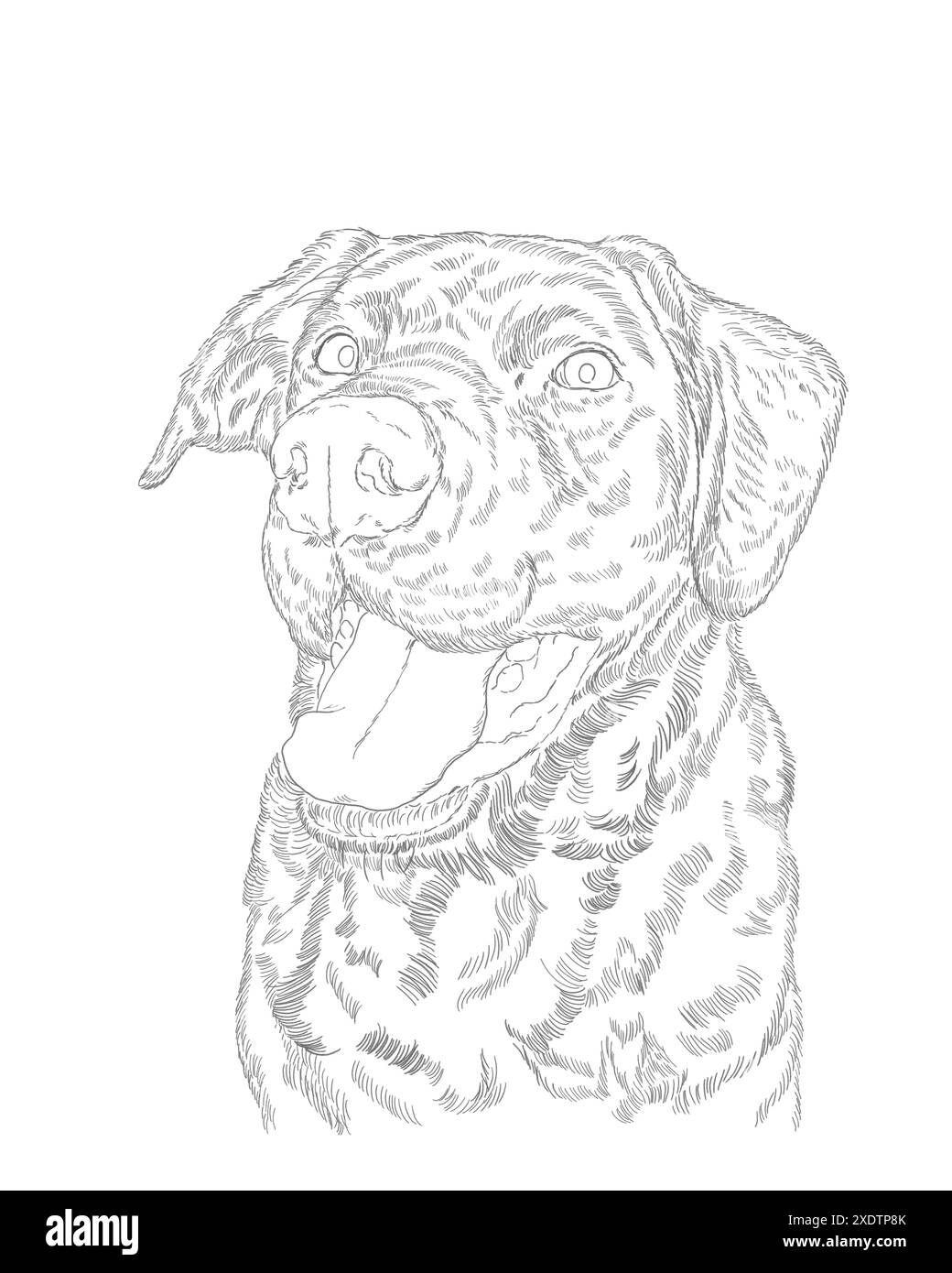 Portrait de chien Labrador retriever. Dessin d'esquisse en noir et blanc. Animaux domestiques et concept d'animaux. Banque D'Images