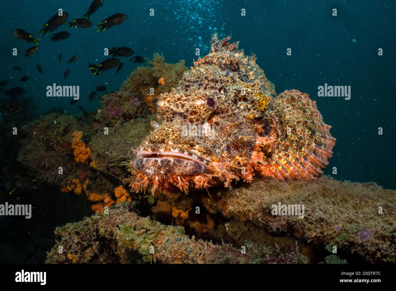Scorpaenopsis oxycephalus, Nosy Be, Madagascar, Océan Indien Banque D'Images