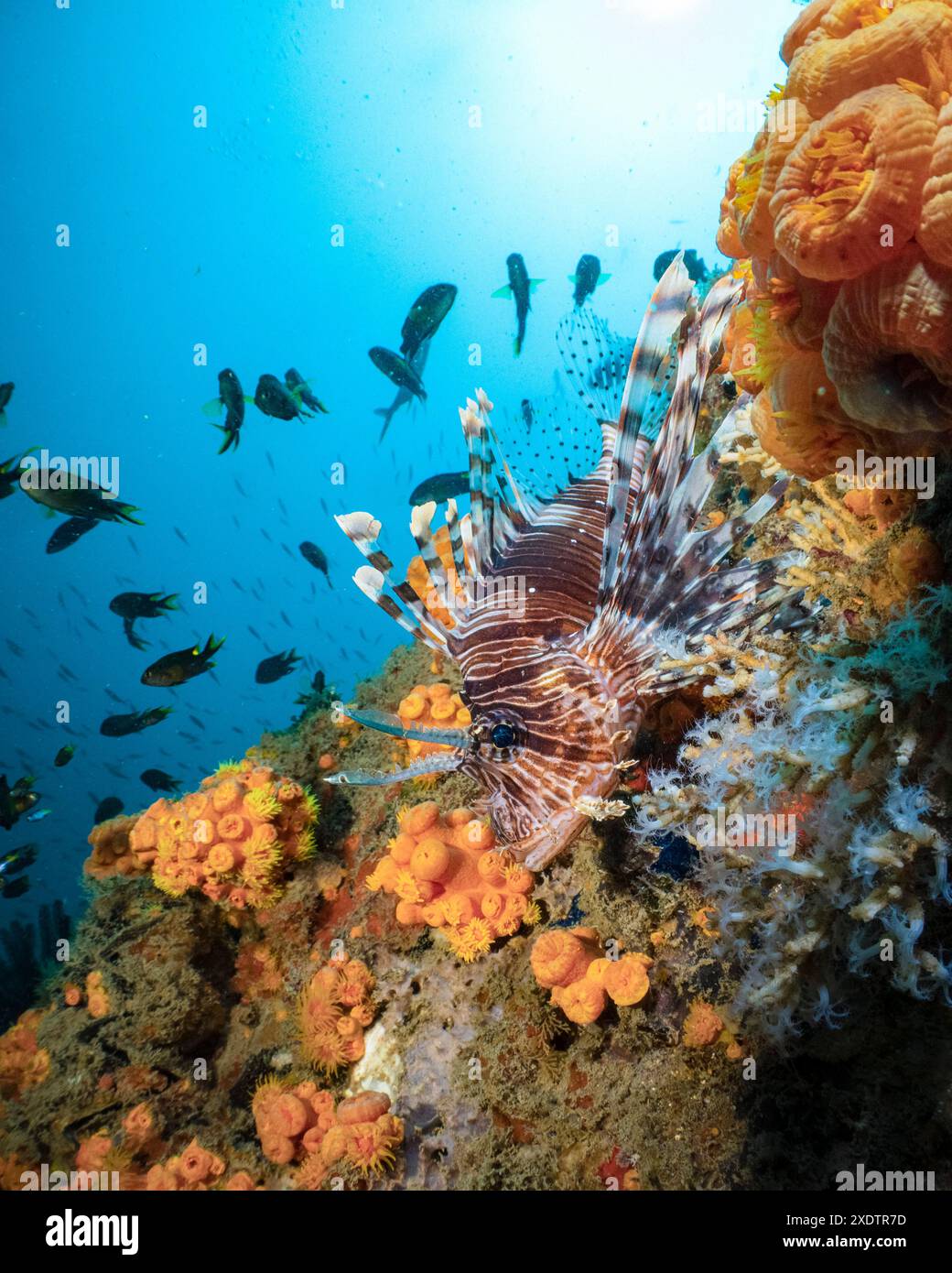 Lionfish rouge, Pterois volitans, Nosy Be, Madagascar, Océan Indien Banque D'Images