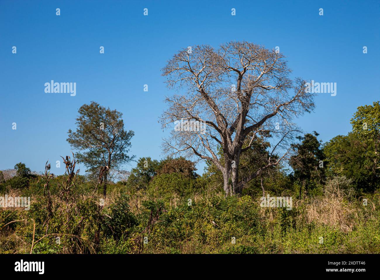 Mozambique, Sofala, Caia, Amambos, Baobab Banque D'Images