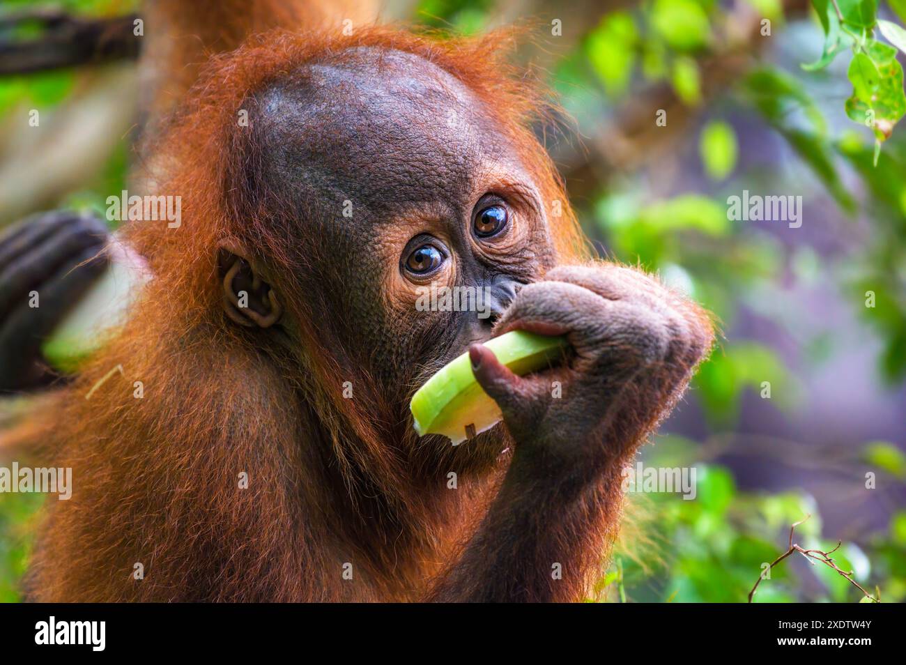 Jeune orang-outan mangeant une tranche de fruit dans un environnement verdoyant Banque D'Images Jeune orang-outan mangeant une tranche de fruit dans un environnement verdoyant Banque D'Images