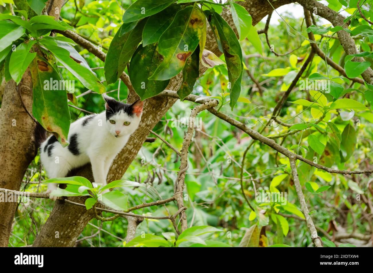 Un chat dans un arbre d'avocat Banque D'Images