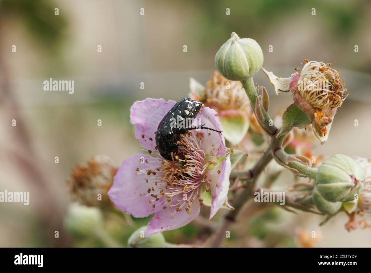 Mûre en fleur, Rubus ulmifolius, avec insecte oxythyrea funesta. Alcoy, Espagne Banque D'Images