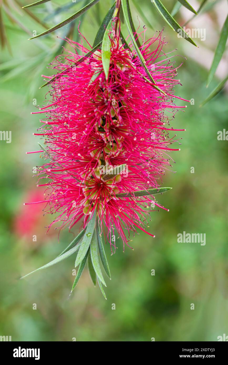 Callistemon subulatus, plante de broussailles, Australie natale Banque D'Images