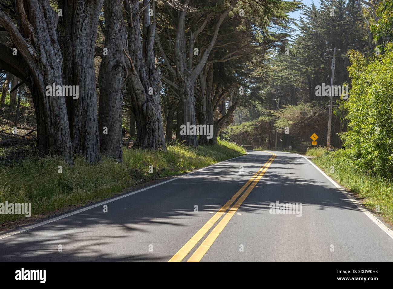 Paysage le long de la Highway 1 au nord de Fort Bragg dans le comté de Mendocino, Californie. Banque D'Images