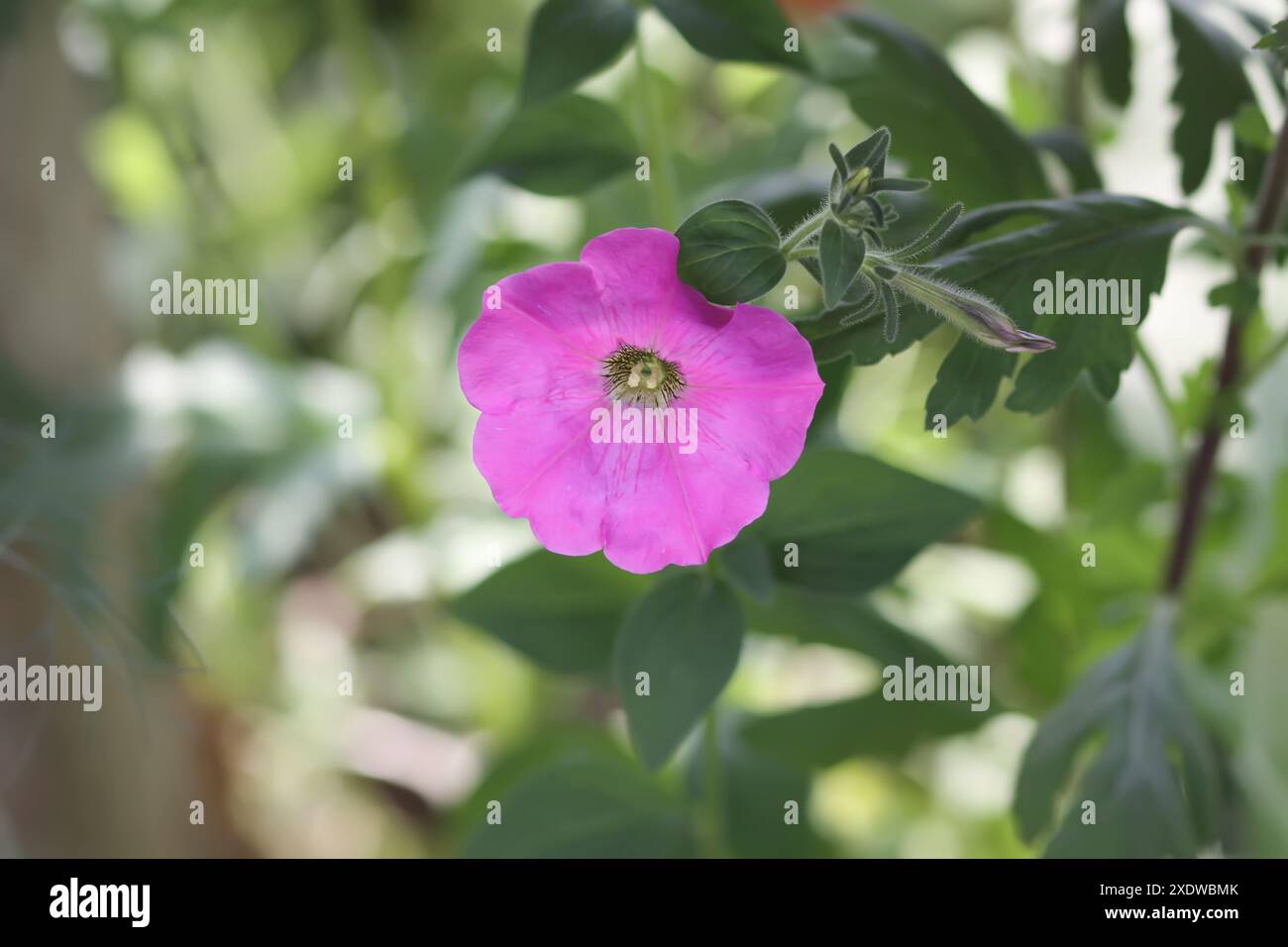 Bindweed. Fleurs de Convolvulus arvensis. Banque D'Images