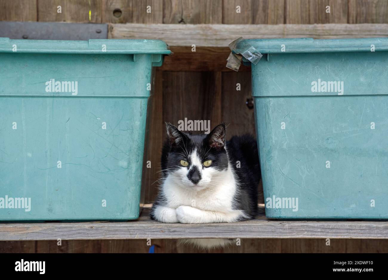 Chat noir et blanc avec des marques noires sur le visage assis sur une étagère entre les bacs de recyclage, Holloway, London Borough of Islington Angleterre Grande-Bretagne Royaume-Uni Banque D'Images