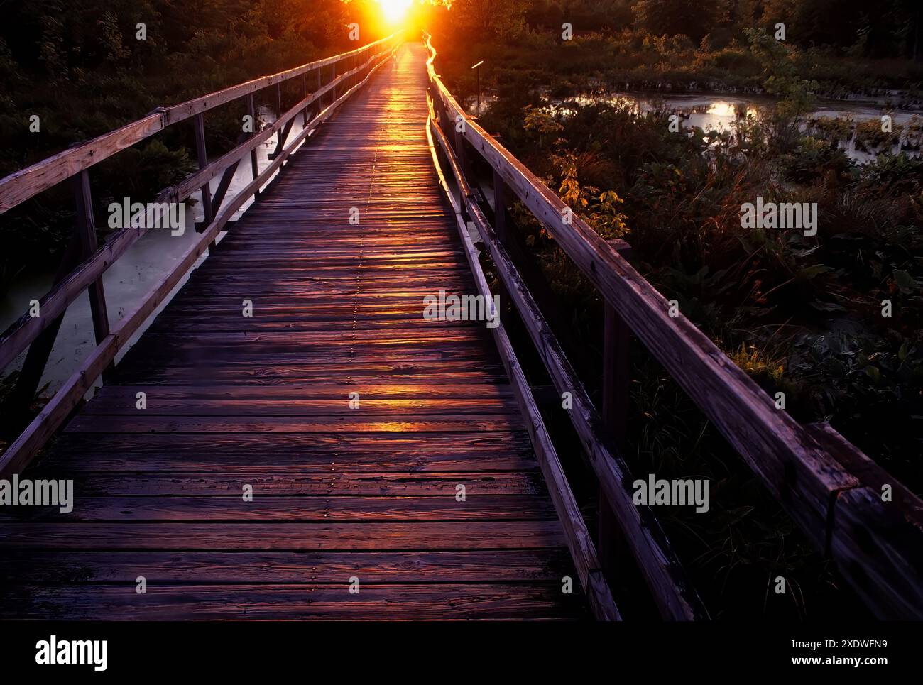 Promenade à Great Swamp National Wildlife refuge, New Jersey Banque D'Images