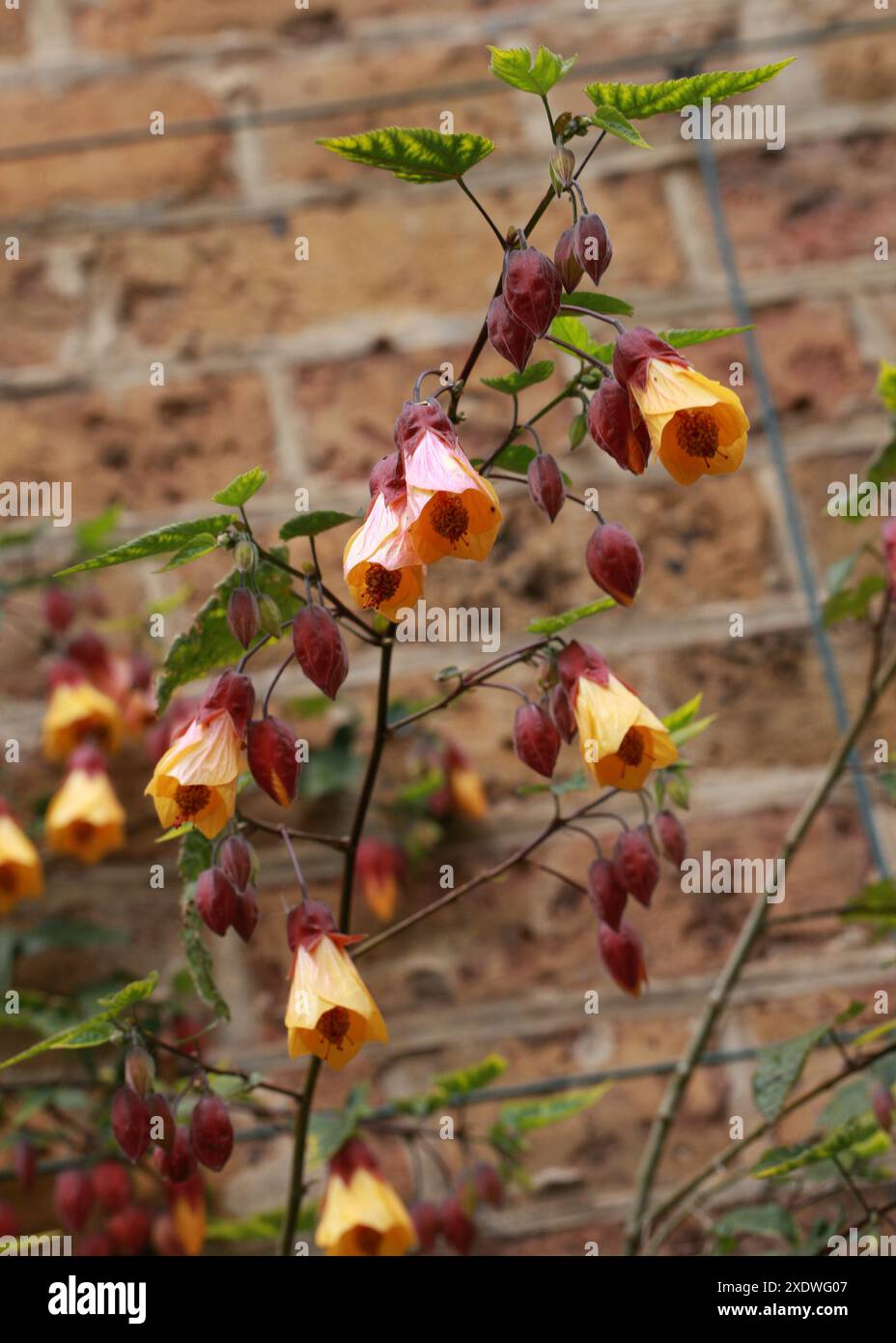 Trailing Abutilon alias Chinese Bell Flower, Chinese Lantern, Mallow, Indian Mallow, et Flower Maple, Abutilon megapotamicum, Malvaceae. Banque D'Images