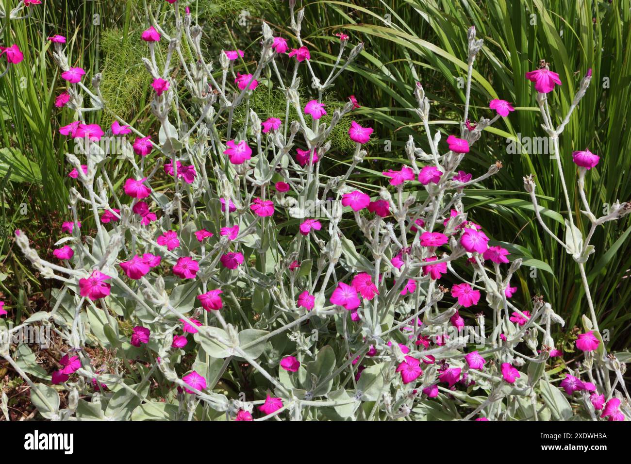 Rose Campion fleurs Silene coronaria dans le gris à vert Park Sheffield Angleterre Royaume-Uni Banque D'Images