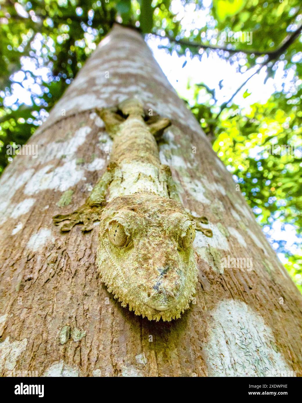 Portrait macro d'un gecko moussue à queue de feuille, Uroplatus sikorae, au parc national de Lokobe, Nosy Be, Madagascar Banque D'Images