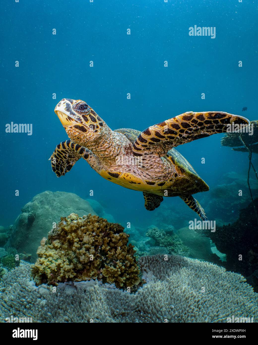 Tortue de mer Hawksbilll, Eretmochelys imbricata, espèce en danger critique d'extinction, Nosy Be, Madagascar Banque D'Images