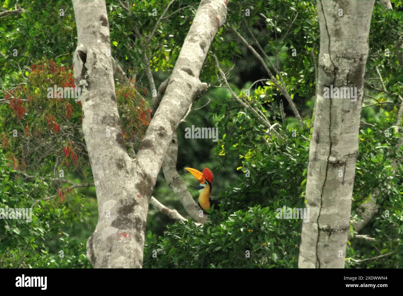 Un individu mâle de Hornbill à boutons (Rhyticeros cassidix) se nourrit sur un arbre dans une zone végétalisée à Bitung, Sulawesi du Nord, Imdonesia. Banque D'Images