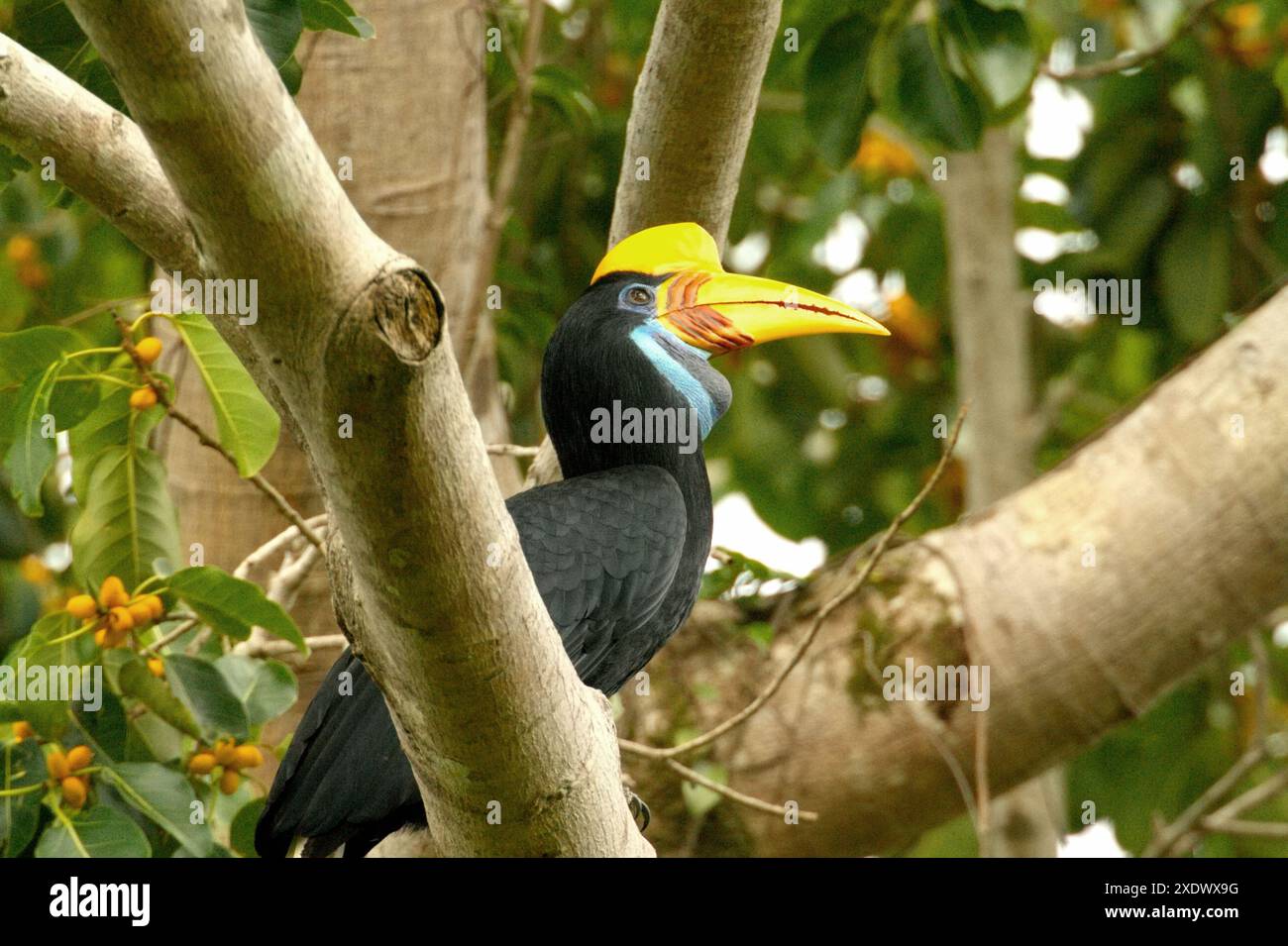Une femelle à bec noué (Rhyticeros cassidix) perche sur un figuier fruité dans une zone végétalisée à Bitung, Sulawesi du Nord, Indonésie. Banque D'Images