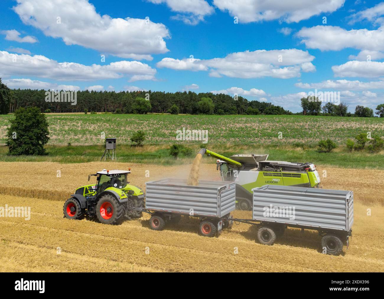 24 juin 2024, Brandebourg, Francfort (Oder) : un agriculteur récolte de l'orge avec sa moissonneuse-batteuse dans un champ dans l'est du Brandebourg (photo aérienne prise avec un drone). La récolte des céréales commence lentement dans les champs en Allemagne, et de nombreux agriculteurs espèrent encore plus de soleil. Photo : Patrick Pleul/dpa Banque D'Images